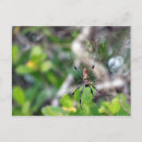 Search for web postcards Spiders