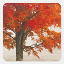 Search for maple trees stickers Nobody