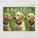 Search for golden retriever postcards Puppy