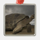 Search for ecuador ornaments Giant tortoise