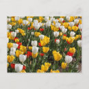 Recherche de tulipe rouge jaune cartes postales Jardin