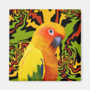 Search for conures magnets Sun conure