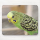 Search for budgies electronics Green