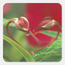 Search for bud stickers Blooming