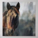 Search for mustang horses posters Mustangs