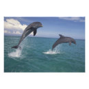 Search for dorsal posters Caribbean