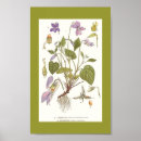 Search for viola art Vintage