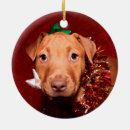 Recherche de chiot de pitbull ornements Noël