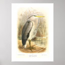 Search for common as a art Ornithology