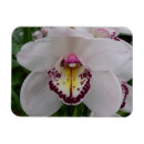 Recherche de orchidées magnets Nature