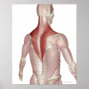 Recherche de cou humain posters Vertical