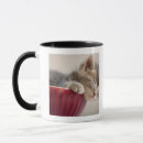 Search for sleeping kitten mugs Studio shot
