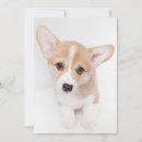 Search for corgi thank you cards Pet