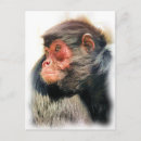 Search for red monkey postcards Monkeys