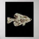 Search for crappie posters Stream