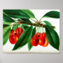 Recherche de cerise vintage posters Fruits