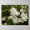 Recherche de grenades posters Nature