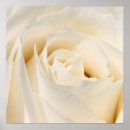 Search for soft rose posters White