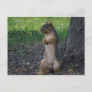 Search for nut postcards Wildlife