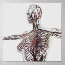 Search for lymphatic system posters Transparent