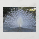 Search for courtship cards invites Nature