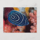 Search for oceanlife postcards Wildlife