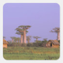 Search for baobab stickers Sunset