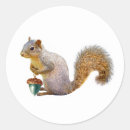 Search for squirrel with acorn stickers Wildlife