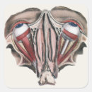 Recherche de ophtalmologue autocollants Yeux