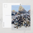 Search for mussels postcards Ocean