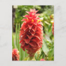 Recherche de fleur gingembre cartes postales Rouge