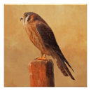 Search for kestrel art Falcon