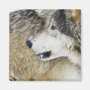 Search for timber wolf magnets Grey