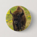 Search for bison buttons Animal