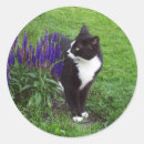 Search for summer cat stickers Feline