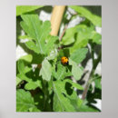 Search for flowering plants posters Insect