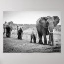 Recherche de family posters Black and white
