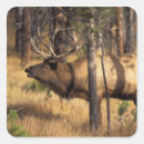 Search for bull elk stickers Deer