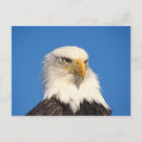 Search for threatening postcards Wildlife