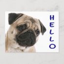 Search for pug puppies postcards Thinking of you