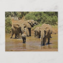 Search for africana postcards Kenya