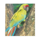 Search for ara cards invites Rainbow