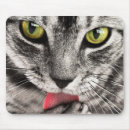Search for licking electronics Kitty