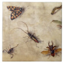 Recherche de fruits carreaux Insectes