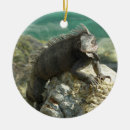 Search for iguana ornaments Animal
