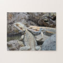 Search for bearded dragon puzzles Lizard