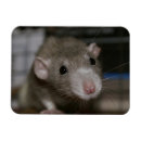 Recherche de rattie magnets Animal