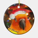 Search for conure ornaments Sun