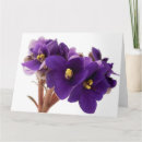 Recherche de violettes africaines vœux cartes Blanc