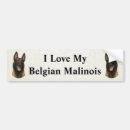 Recherche de malinois voiture autocollants Animal